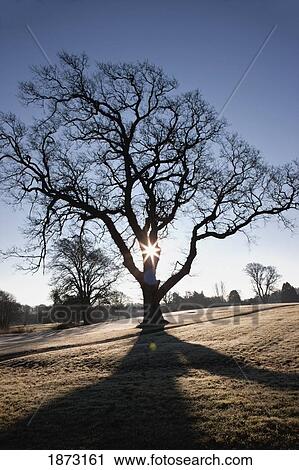 dumfries, scotland; a tree and it's shadow View Large Photo Image Stock Image - dumfries, scotland; a tree and it's shadow. Fotosearch