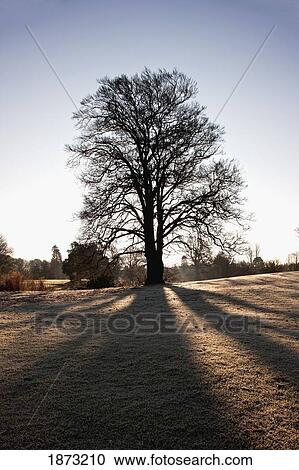 dumfries, scotland; silhouette of a tree and it's shadow View Large Photo Image Stock Image - dumfries, scotland; silhouette of a tree and it's shadow. Fotosearch
