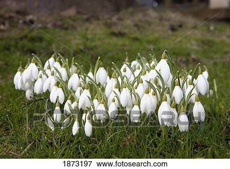 dumfries, scotland; snowdrops (galanthus) View Large Photo Image Stock Photo - dumfries, scotland; snowdrops (galanthus). Fotosearch
