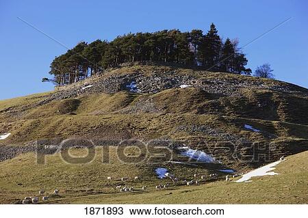 Stock Image - durham dales, county durham, england; sheep grazing with trees on a hill top and traces of snow. Fotosearch