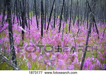 fireweed, or rosebay willowherb (epilobium angustifolium) after a forest fire View Large Photo Image Stock Photo - fireweed, or rosebay willowherb (epilobium angustifolium) after a forest fire. Fotosearch
