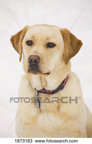 golden labrador retriever dog View Large Photo Image Stock Image - golden labrador retriever dog. Fotosearch