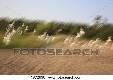 Stock Image - grass and sand blowing in the wind with birds taking flight. Fotosearch