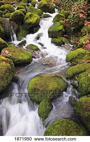 Stock Image - happy valley, oregon, united states of america; green moss on the rocks along a small waterfall. Fotosearch