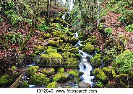 Stock Image - happy valley, oregon, united states of america; green moss along a small waterfall. Fotosearch