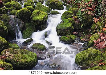Stock Photo - happy valley, oregon, united states of america; green moss on the rocks along a small waterfall. Fotosearch