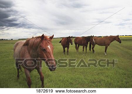 Stock Photo - horses on a field. Fotosearch