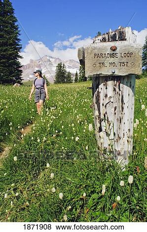 mount hood, oregon, united states of america; a woman hiking in paradise park View Large Photo Image Stock Photo - mount hood, oregon, united states of america; a woman hiking in paradise park. Fotosearch