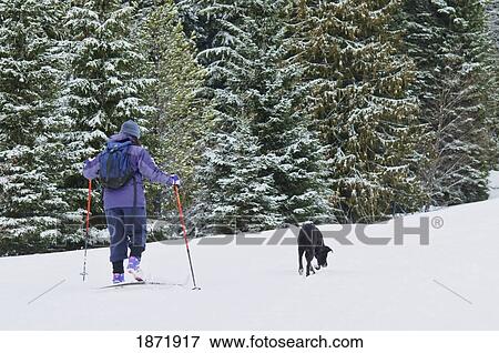Stock Photo - mount hood, oregon, united states of america; person cross-country skiing with a dog. Fotosearch