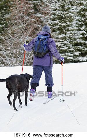 mount hood, oregon, united states of america; a woman nordic skiing with her dog in the snow View Large Photo Image Stock Photograph - mount hood, oregon, united states of america; a woman nordic skiing with her dog in the snow. Fotosearch