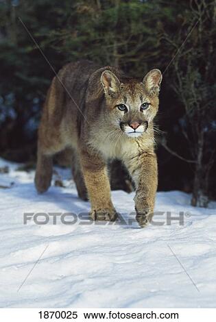 Stock Photography - mountain lion (felis concolor). Fotosearch