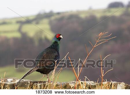 northumberland, england; a bird with a red patch of feathers around it's eye View Large Photo Image Stock Photo - northumberland, england; a bird with a red patch of feathers around it's eye. Fotosearch