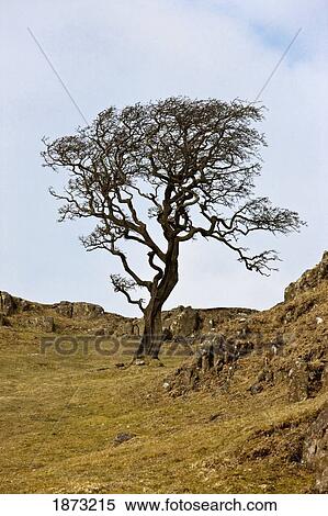 Stock Photography - northumberland, england; a lone tree in a field. Fotosearch