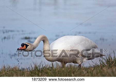 northumberland, england; a swan (cygnus) eating grass on the shore View Large Photo Image Stock Photo - northumberland, england; a swan (cygnus) eating grass on the shore. Fotosearch
