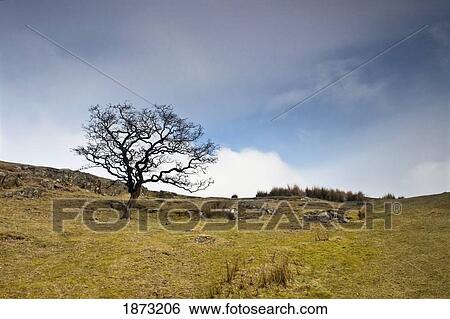 northumberland, england; a tree in a field View Large Photo Image Stock Photograph - northumberland, england; a tree in a field. Fotosearch