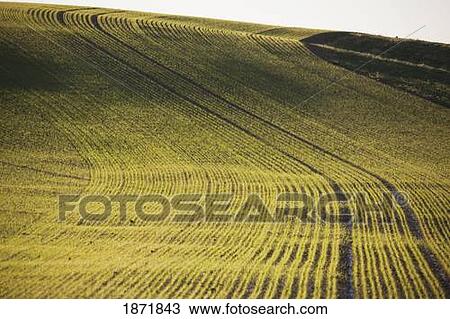 Stock Image - northumberland, england; rows of a crop in a field. Fotosearch