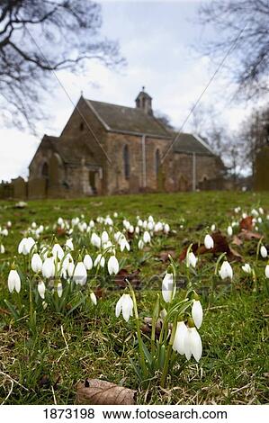 northumberland, england; snowdrops (galanthus) View Large Photo Image Stock Photo - northumberland, england; snowdrops (galanthus). Fotosearch