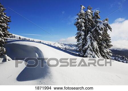 Picture - oregon cascades, oregon, united states of america; fresh winter snow on mount hood. Fotosearch