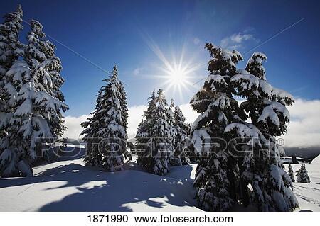 Stock Image - oregon cascades, oregon, united states of america; fresh winter snow on mount hood. Fotosearch