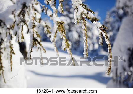 Stock Image - oregon cascades, oregon, united states of america; fresh winter snow on the trees on mount hood. Fotosearch