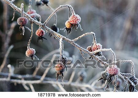 oregon cascades, oregon, united states of america; winter frost on a bush View Large Photo Image Stock Photo - oregon cascades, oregon, united states of america; winter frost on a bush. Fotosearch