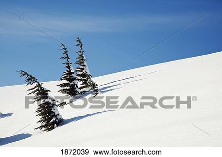 Stock Photo - oregon cascades, oregon, united states of america; fresh winter snow on mount hood. Fotosearch