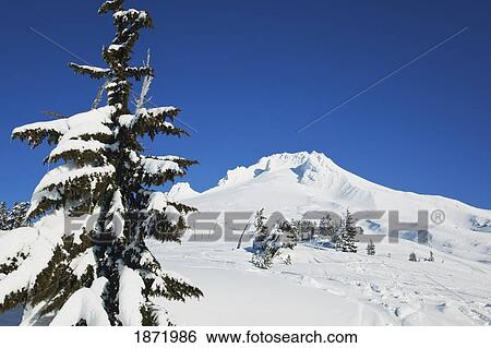 Stock Photograph - oregon cascades, oregon, united states of america; fresh winter snow on mount hood. Fotosearch