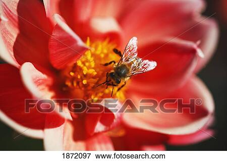 oregon, united states of america; a bee on a dahlia flower in willamette valley View Large Photo Image Stock Photo - oregon, united states of america; a bee on a dahlia flower in willamette valley. Fotosearch