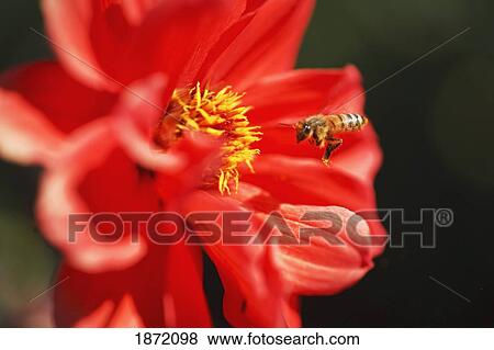 oregon, united states of america; a bee flying towards a dahlia flower in willamette valley View Large Photo Image Stock Photo - oregon, united states of america; a bee flying towards a dahlia flower in willamette valley. Fotosearch