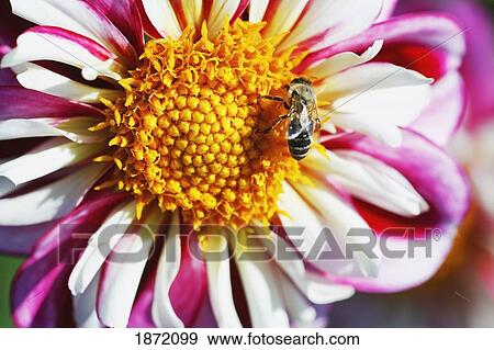 Stock Photo - oregon, united states of america; a bee on a dahlia flower in willamette valley. Fotosearch