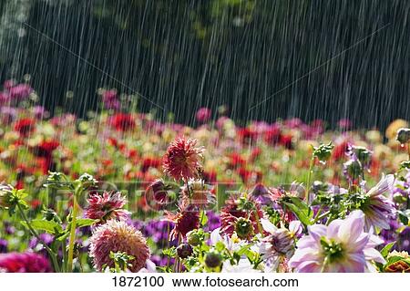 oregon, united states of america; a dahlia field in willamette valley View Large Photo Image Stock Image - oregon, united states of america; a dahlia field in willamette valley. Fotosearch