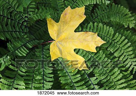 oregon, united states of america; a yellow maple leaf laying on a fern in the columbia river gorge national scenic area View Large Photo Image Stock Photography - oregon, united states of america; a yellow maple leaf laying on a fern in the columbia river gorge national scenic area. Fotosearch