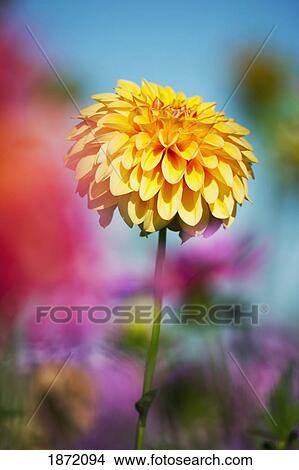 oregon, united states of america; dahlia View Large Photo Image Picture - oregon, united states of america; dahlia. Fotosearch