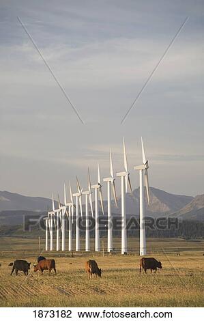 Stock Image - pincher creek, alberta, canada; wind turbines in a row with cattle in a field and mountains in the background. Fotosearch