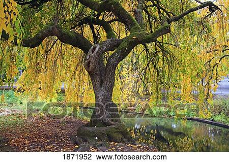 Stock Image - portland, oregon, united states of america; autumn colors along johnson creek at westmorland park. Fotosearch