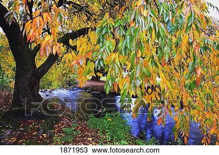 Stock Image - portland, oregon, united states of america; autumn colors along johnson creek at westmorland park. Fotosearch