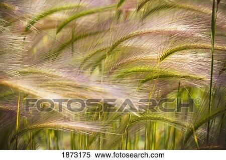 Stock Photography - prairie grass blowing in the wind. Fotosearch