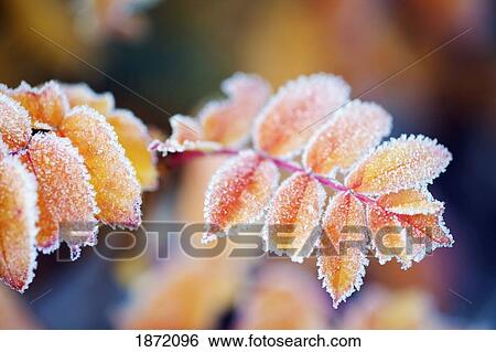 washington, united states of america; frost on autumn colored leaves in mount rainier national park View Large Photo Image Stock Photograph - washington, united states of america; frost on autumn colored leaves in mount rainier national park. Fotosearch