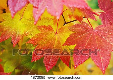 washington, united states of america; leaves from a vine maple in mount rainier national park View Large Photo Image Stock Photography - washington, united states of america; leaves from a vine maple in mount rainier national park. Fotosearch