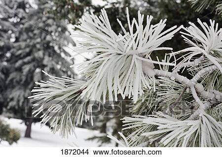 willamette valley, oregon, united states of america; a tree covered in ice from an ice storm View Large Photo Image Picture - willamette valley, oregon, united states of america; a tree covered in ice from an ice storm. Fotosearch