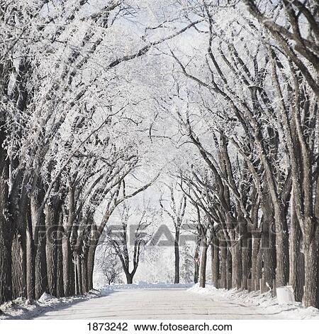 winnipeg, manitoba, canada; a road and trees covered in snow in winter View Large Photo Image Stock Image - winnipeg, manitoba, canada; a road and trees covered in snow in winter. Fotosearch