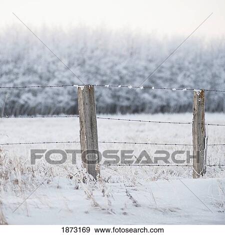 winnipeg, manitoba, canada; a snow covered field and fence View Large Photo Image Stock Photo - winnipeg, manitoba, canada; a snow covered field and fence. Fotosearch