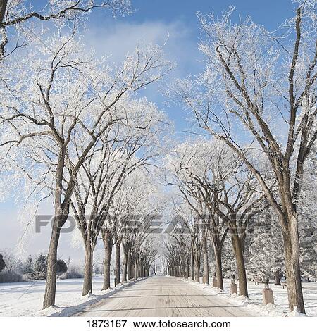 winnipeg, manitoba, canada; a tree-lined road in winter View Large Photo Image Stock Photo - winnipeg, manitoba, canada; a tree-lined road in winter. Fotosearch