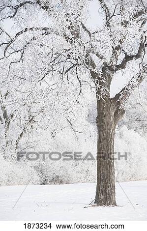 winnipeg, manitoba, canada; a tree covered in snow View Large Photo Image Picture - winnipeg, manitoba, canada; a tree covered in snow. Fotosearch