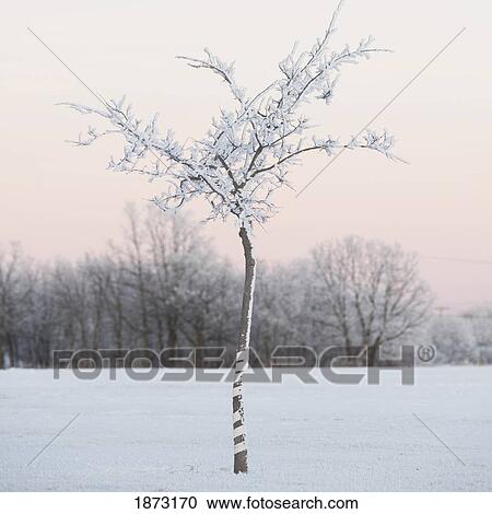 Stock Image - winnipeg, manitoba, canada; a tree covered in snow. Fotosearch