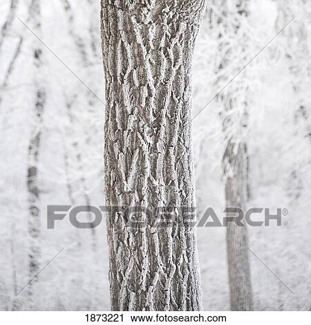 Stock Image - winnipeg, manitoba, canada; a tree trunk and it's branches covered with snow. Fotosearch