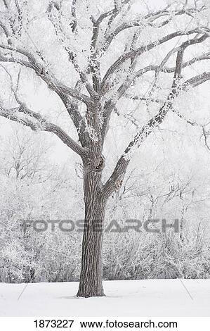 winnipeg, manitoba, canada; a tree covered in snow View Large Photo Image Stock Photo - winnipeg, manitoba, canada; a tree covered in snow. Fotosearch