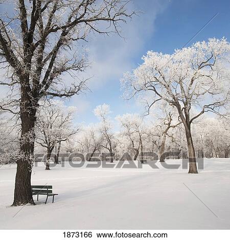Stock Photograph - winnipeg, manitoba, canada; snow on the ground and trees in a park. Fotosearch