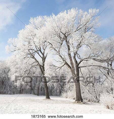 Stock Photography - winnipeg, manitoba, canada; snow on the ground and trees. Fotosearch