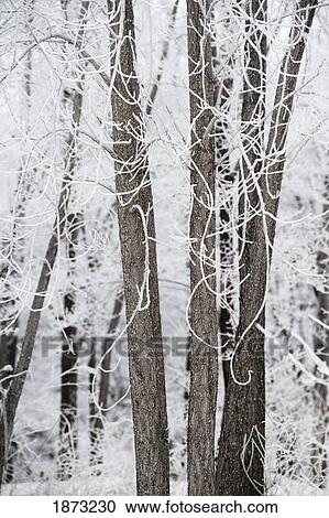 winnipeg, manitoba, canada; snow covering the trees in winter View Large Photo Image Stock Image - winnipeg, manitoba, canada; snow covering the trees in winter. Fotosearch
